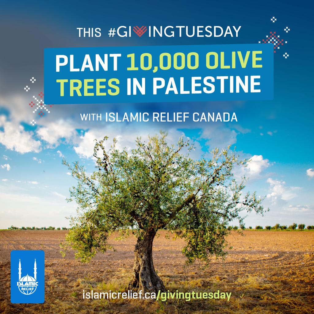 Help Nihad plant Olive Trees in Palestine
